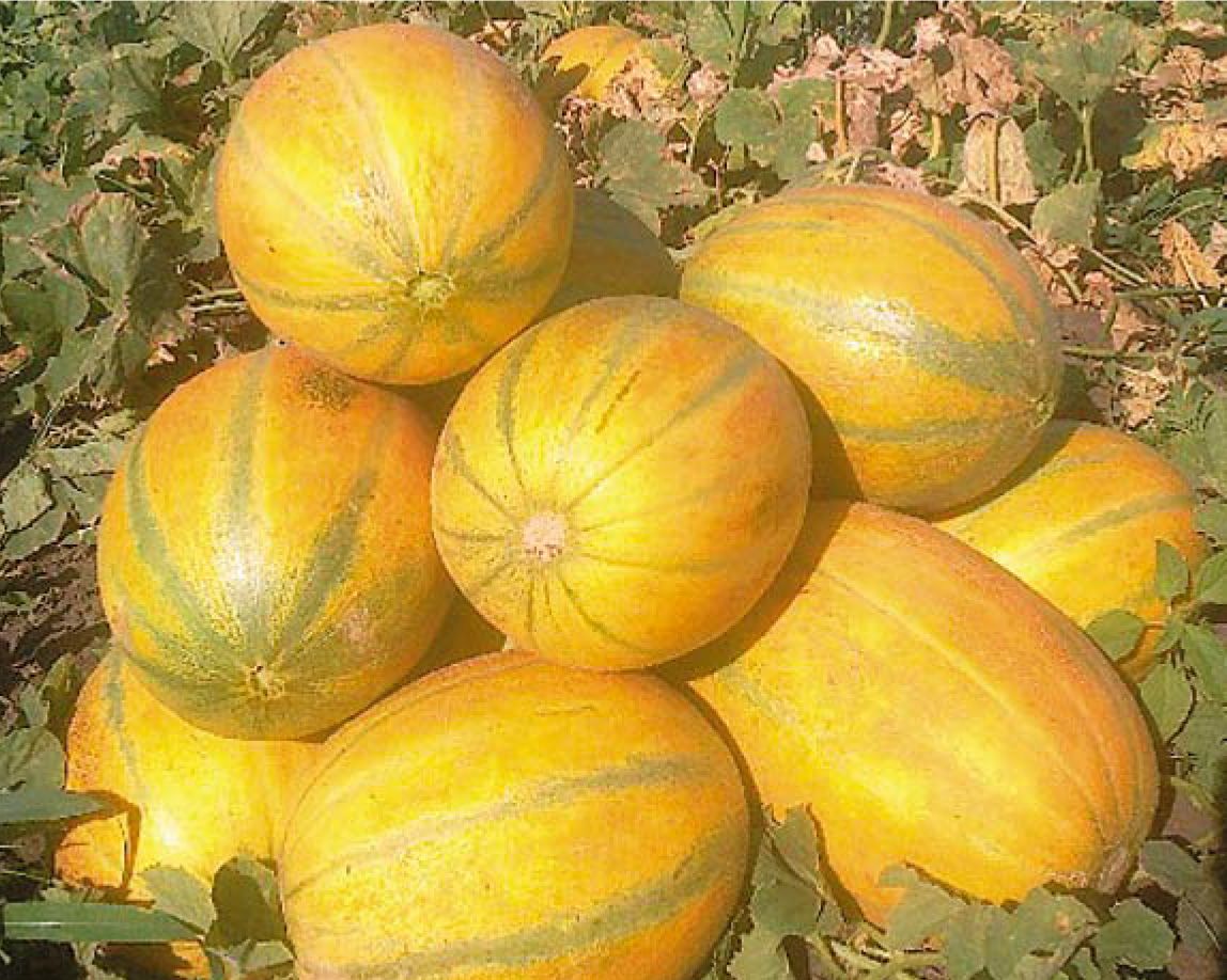 СеменадыняКубаночка(10шт.)