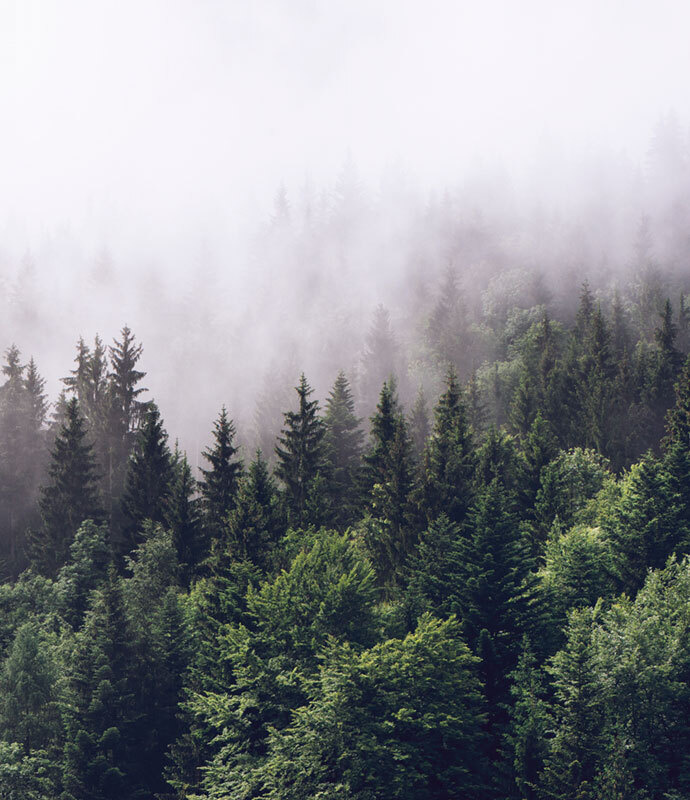 Фотообои флизелиновые на стену 3д GrandPik 2082 "Горный лес в тумане" (ШхВ), 250х290 см  #1