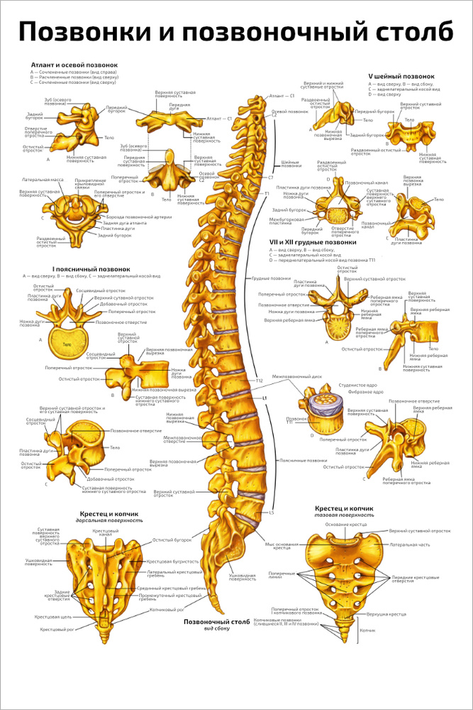 Плакат обучающий А2 ламинир. Позвонки и позвоночный столб человека: анатомия и строение 610x914 мм  #1