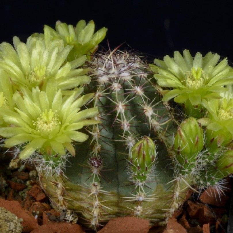 Суккулент Кактус Echinocereus viridiflorus v. robustior HK-1007 семена (10 ШТ)  #1