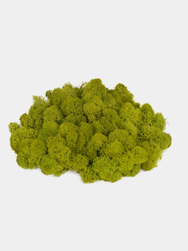 Moss Green Стабилизированный мох Мох, 500 гр #1