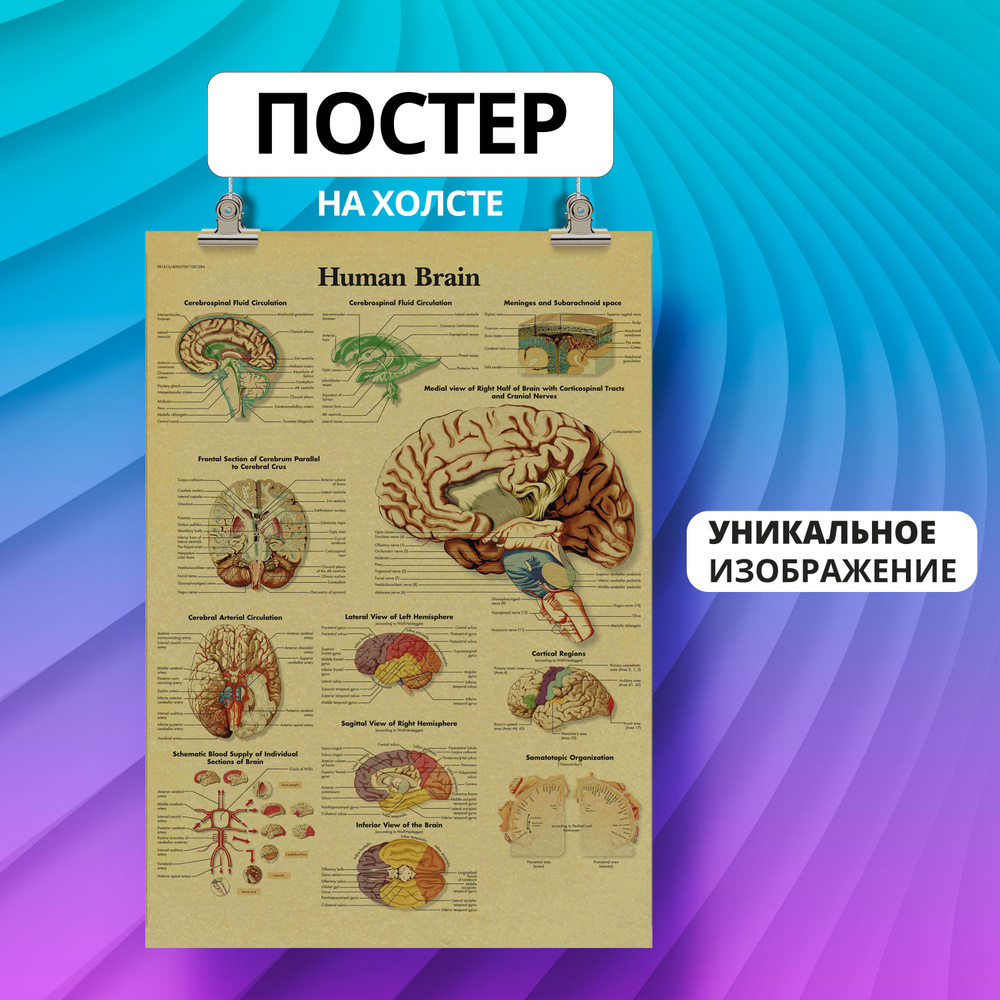 Canvas Fusion Постер "Анатомия человека мозг", 60 см х 40 см #1