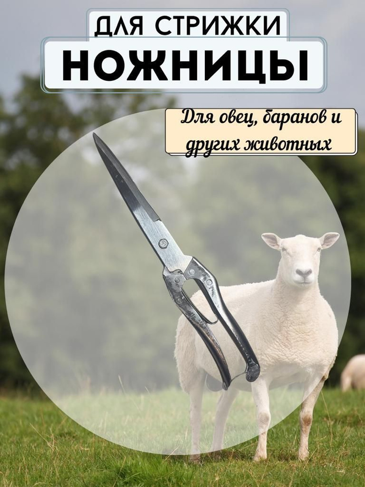 Ножницы для стрижки овец и других домашних животных 300мм  #1