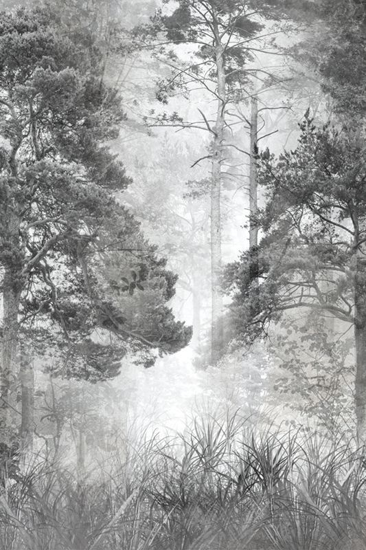 Фотообои GrandPik 10257 "Лес в тумане" см(ШхВ), 200х300 см #1
