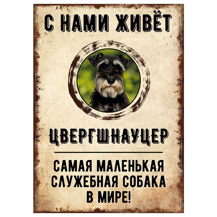 Табличка, декоративная, DANGER DOG, С нами живет Цвергшнауцер, 18см х 25см  #1