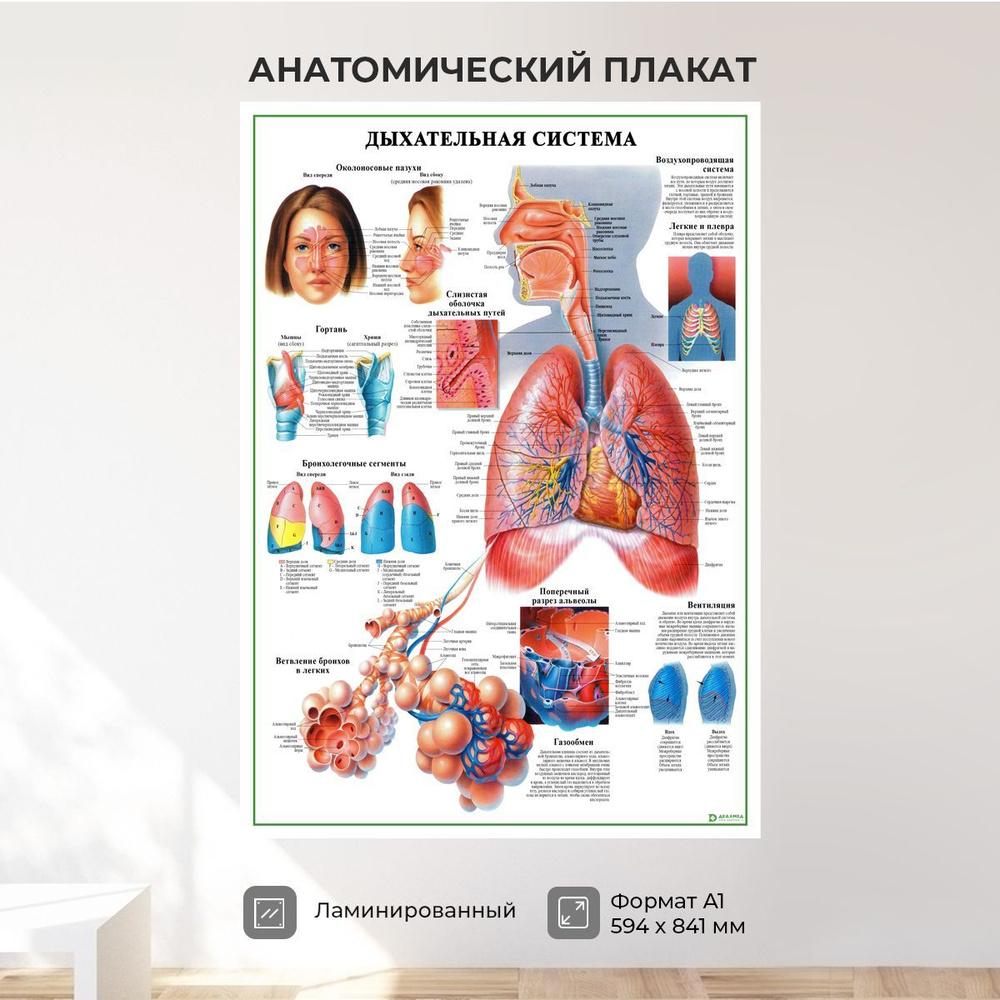 Обучающий медицинский плакат анатомия Дыхательная система А1  #1