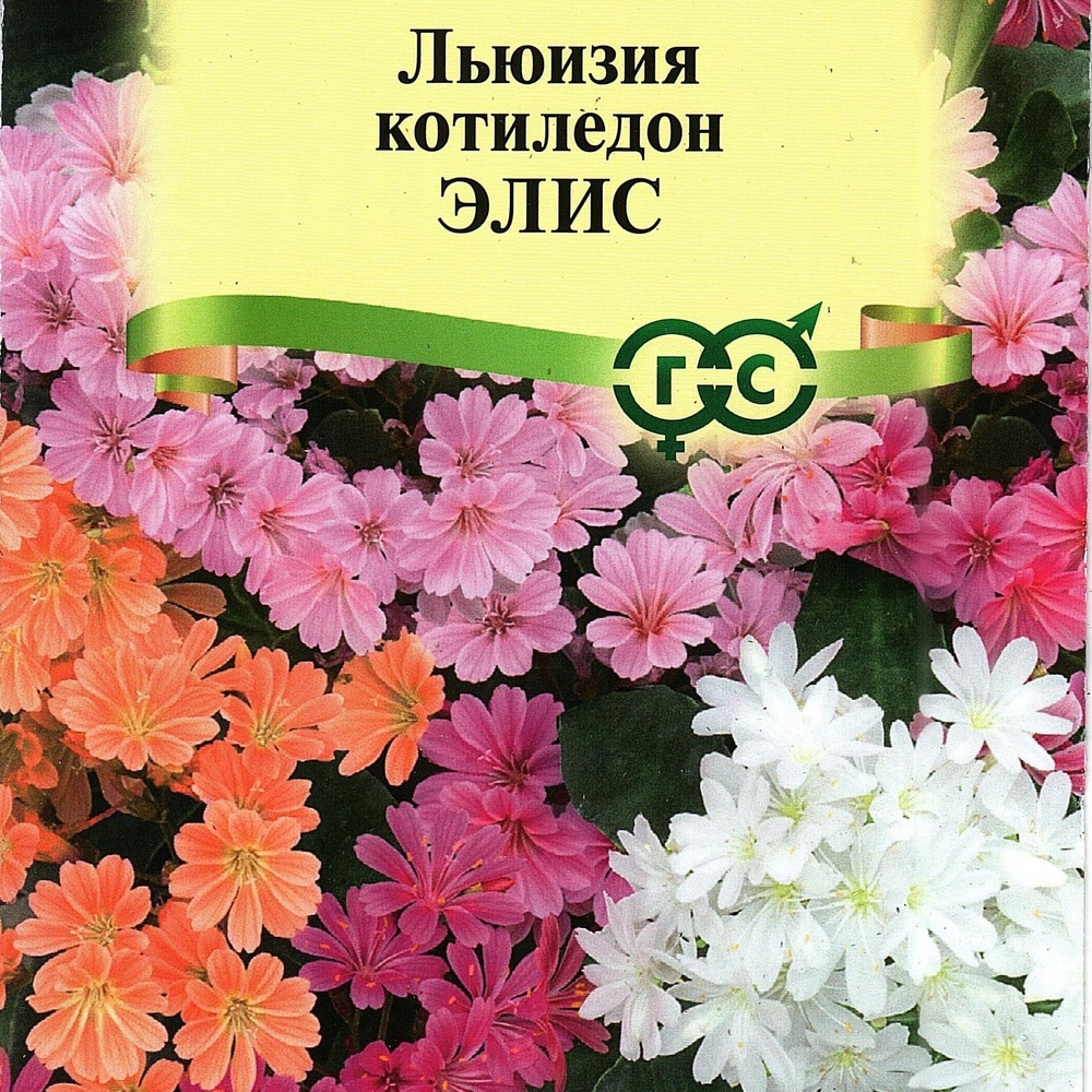 Льюизия / Lewisia котиледон ЭЛИС, эффектный многолетник (1 уп: 5 семян )  #1