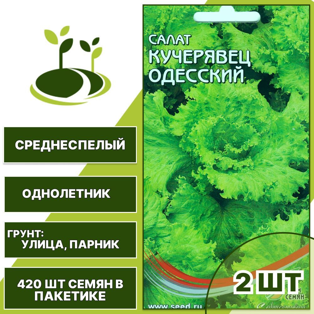 Салат Кучерявец Одесский 2 шт + подарок, полукочанный, хрустящий, 420 шт семян в пакетике  #1