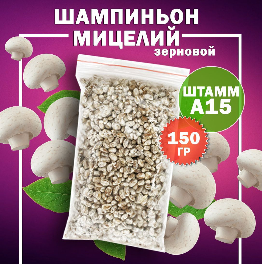 Мицелий грибов шампиньонов белых зерновой (штамм А15) - 150 гр.  #1
