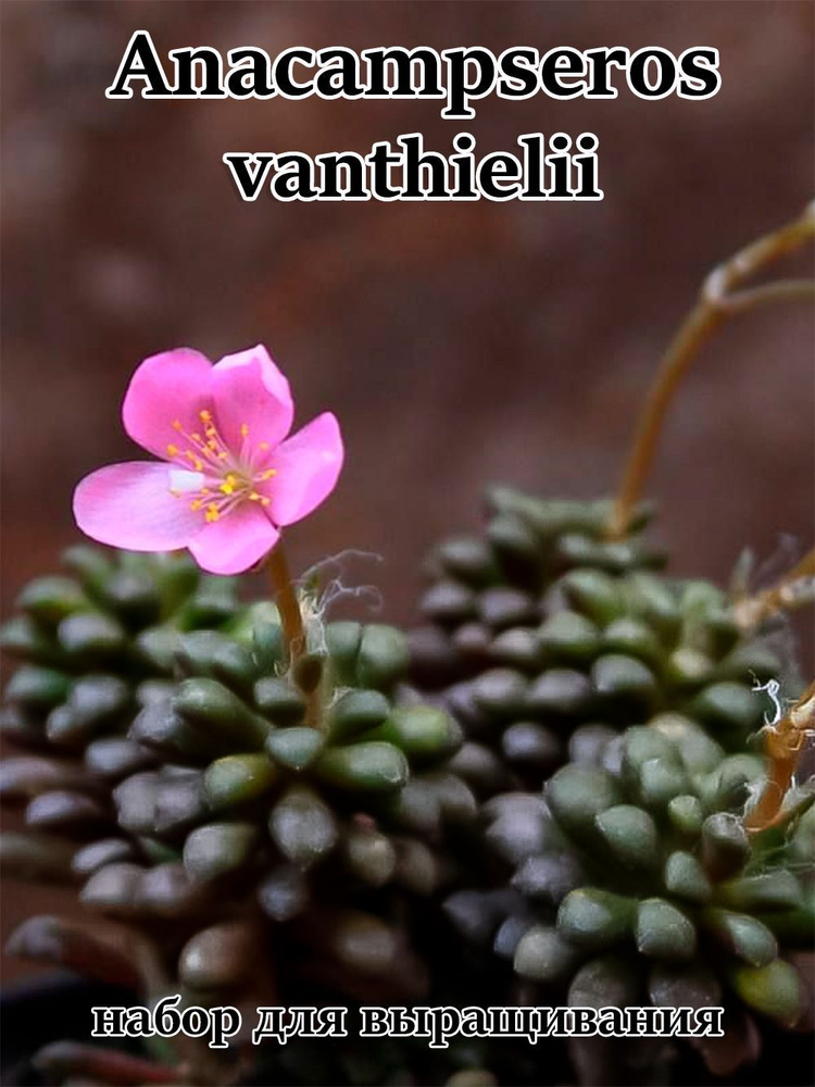 Суккулент Anacampseros vanthielii набор для выращивания (семена, грунт, горшочек, инструкция по посеву) #1