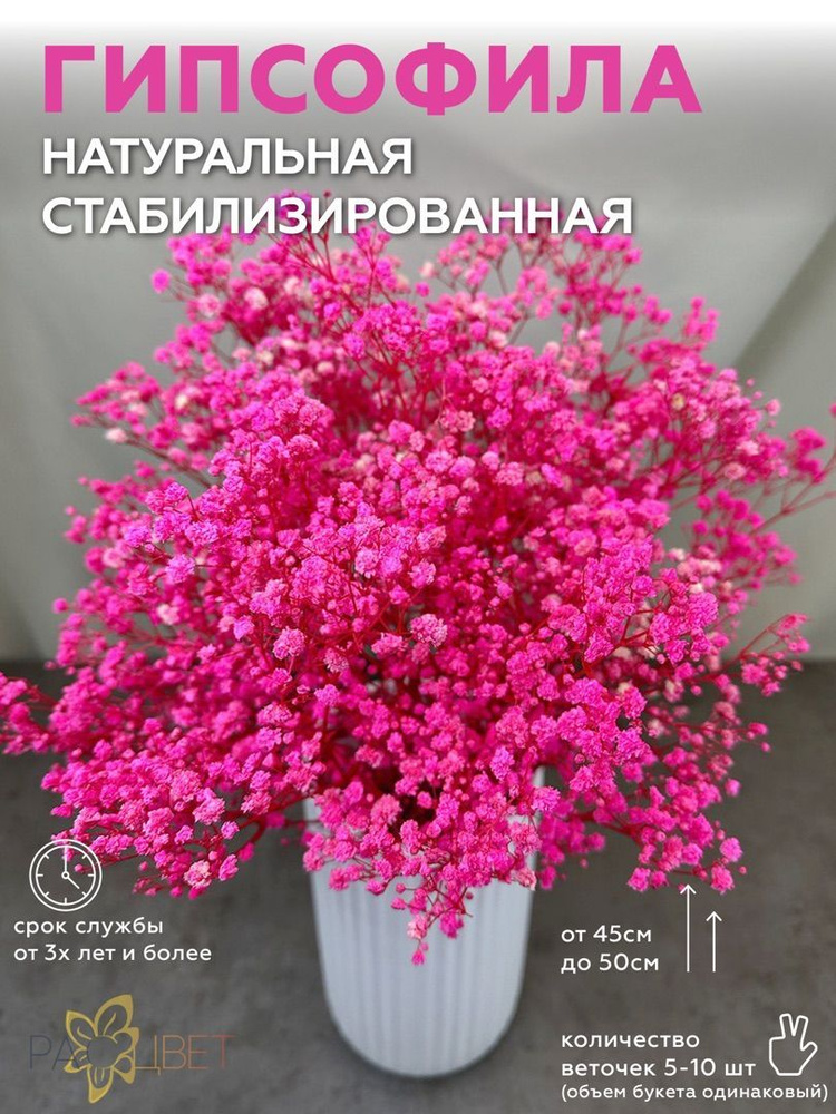 Сухоцветы для декора Гипсофила стабилизированная, малиновая, высота 50 см  #1