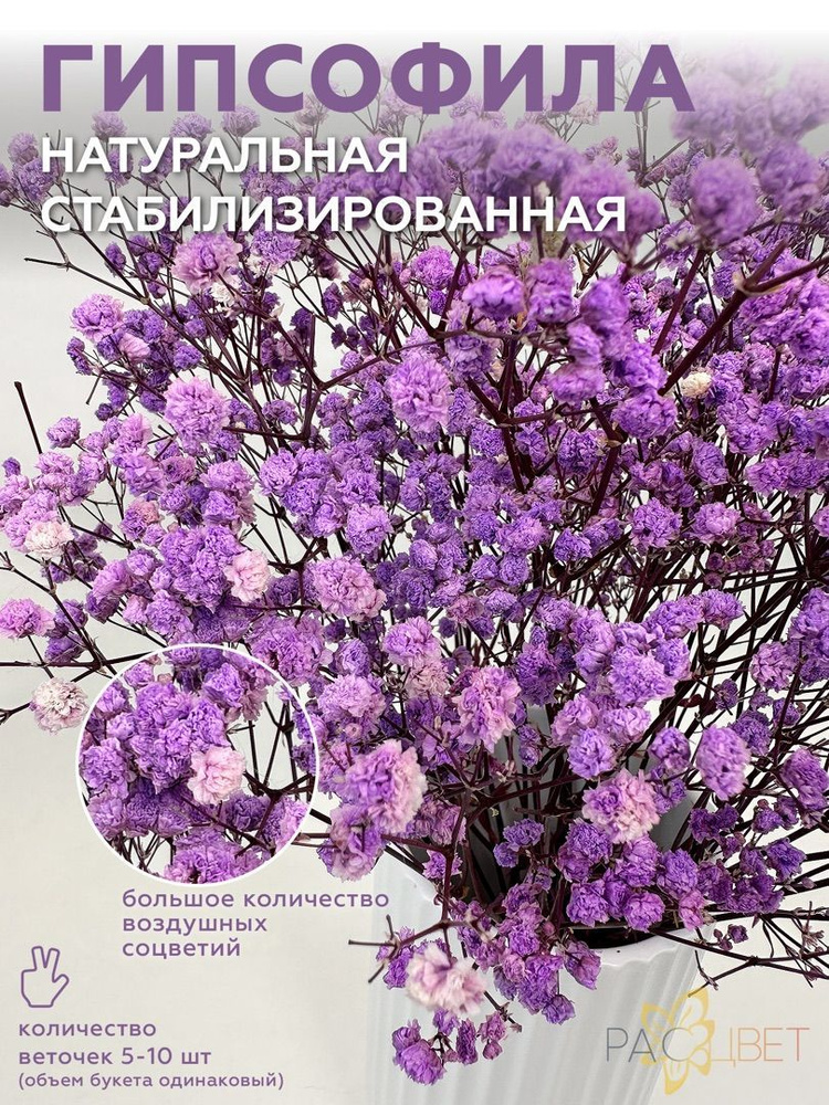 Сухоцветы для декора, букет Гипсофила сухоцвет, фиолетовый, высота 50 см  #1