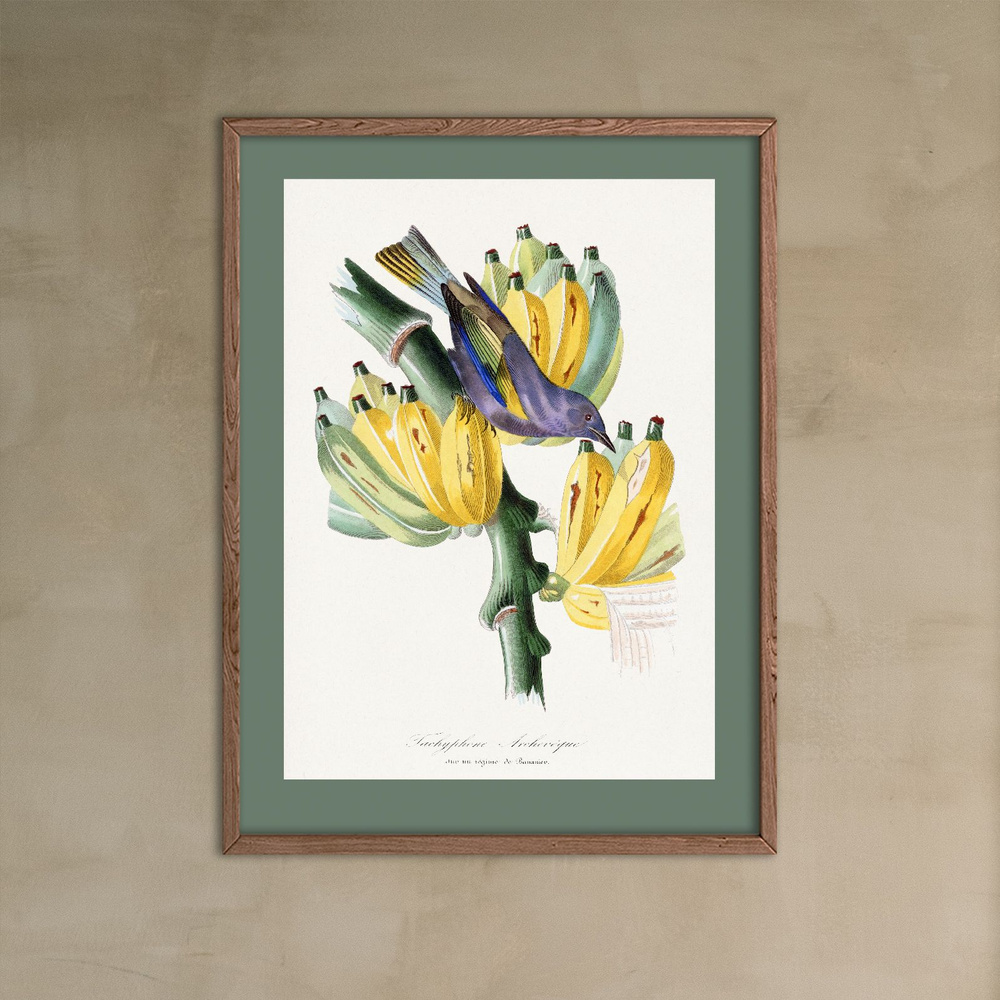 Bloomsson Постер "Ботаническая ретро иллюстрация бананы и птицы", 40 см х 30 см  #1