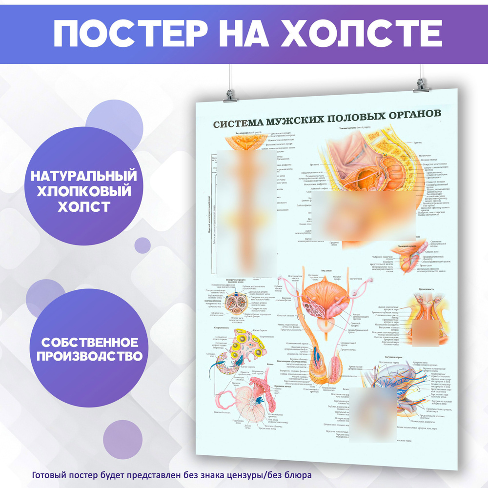 Постеры для интерьера на стену - медицинская, урология, анатомия, строение мужских половых органов (4) #1