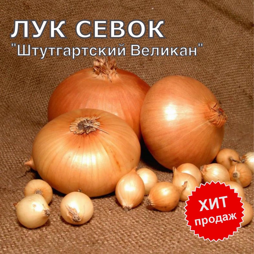 Лук севок озимый на посадку Штутгартский Великан 1кг #1