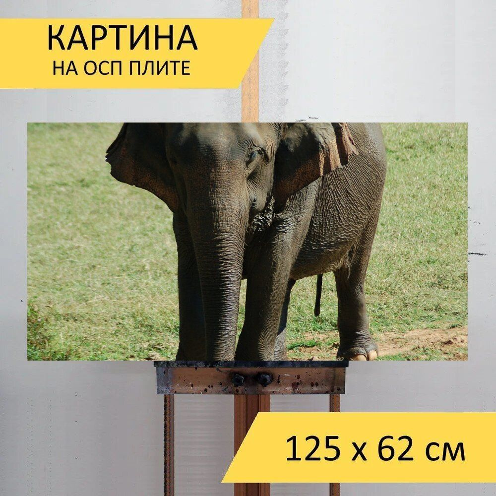 LotsPrints Картина "Слон, природа, дикая природа 70", 125  х 62 см #1