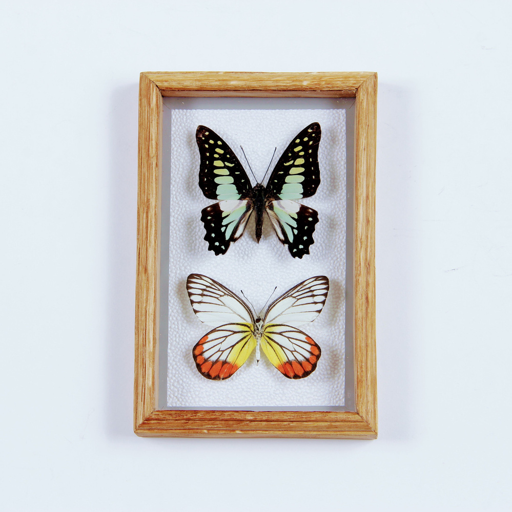 Бабочки в рамке ModernArtButterfly (Graphium eurypylus/Delias hyparete) 9х14х2см #1