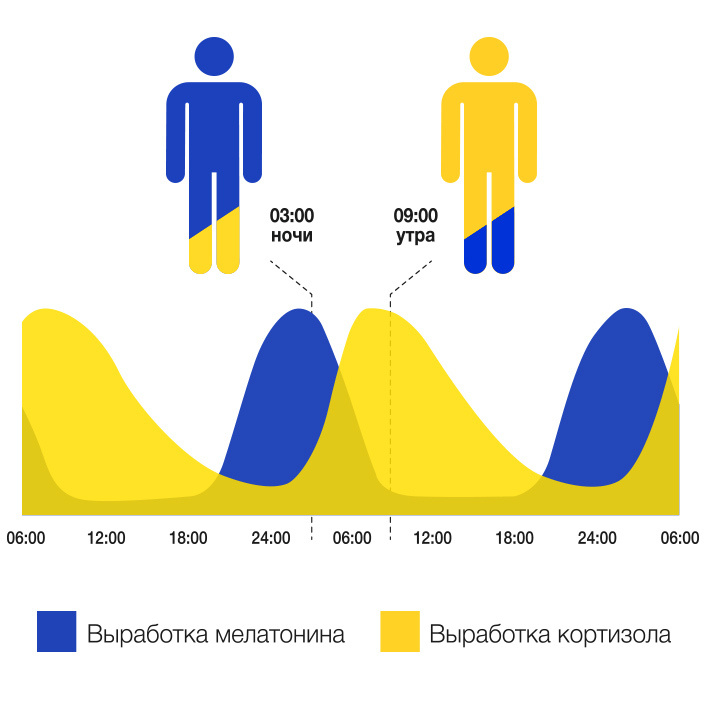 Все замечали, что весной и летом просыпаться легче, чем осенью и зимой. Например, в мае вы легко пробуждаетесь еще до срабатывания будильника, а в ноябре очень сложно поднять голову с подушки.  Все дело в выработке мелатонина и кортизола. Мелатонин – гормон сна, который вырабатывается в темноте и помогает человеку уснуть. А под воздействием света его выработка уменьшается. Вместо этого начинает вырабатываться гормон кортизол, который «мобилизует» организм и мы просыпаемся.