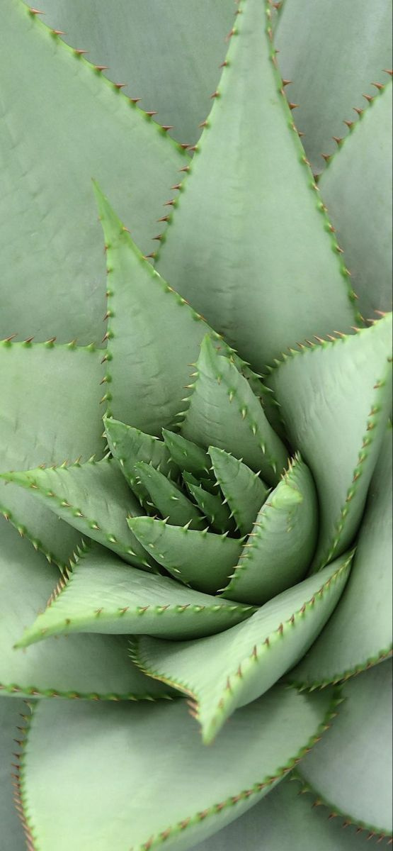 С помощью Hydro Soothing Aloe Vera Emulsion  осуществляется активная и эффективная борьба с различного рода шелушениями, зудом, пигментными пятнами, негативным воздействием прямых солнечных лучей, ультрафиолета.