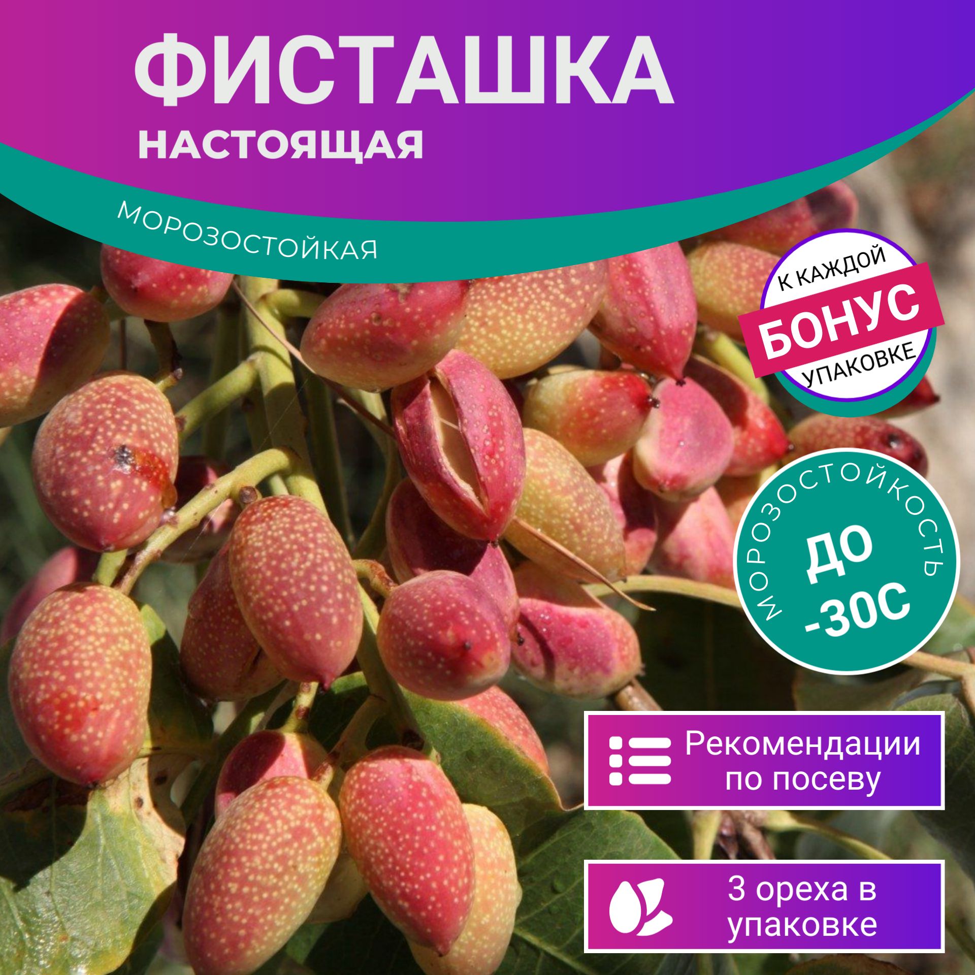 ФисташкаМорозостойкая3шторехадляпосадки+Бонус+РекомендациипопроращиваниюБЕСПЛАТНО