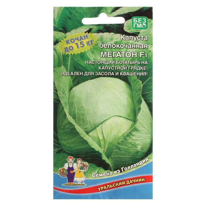 Капуста мегатон семена. Капуста мегатон когда убирать. Капуста мегатон когда убирать. Капуста белокочанная мегатон f1. Сорт капусты мегатон.