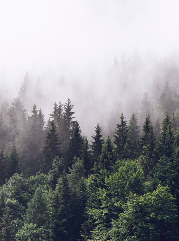 Фотообои флизелиновые на стену 3д GrandPik 2082 "Горный лес в тумане" (ШхВ), 200х270 см  #1
