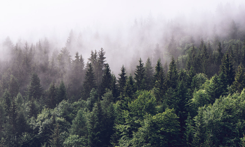 Фотообои флизелиновые на стену 3д GrandPik 2082 "Горный лес в тумане" (ШхВ), 450х270 см  #1