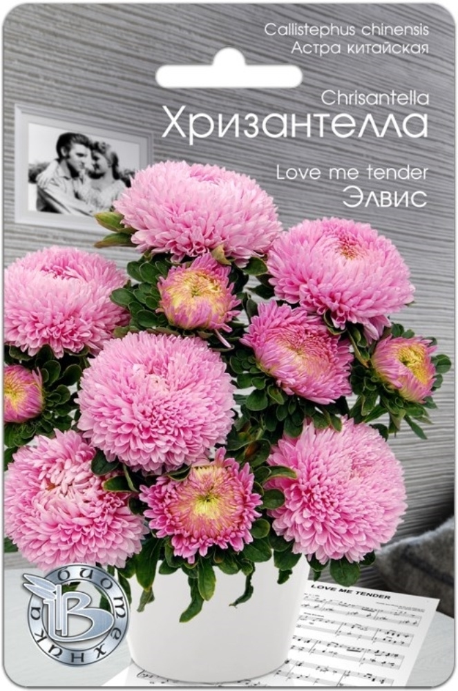 Астра Хризантелла Элвис хризантемовидная 30шт Одн 80см (Биотехника) / В заказе: 5 пачек семян  #1