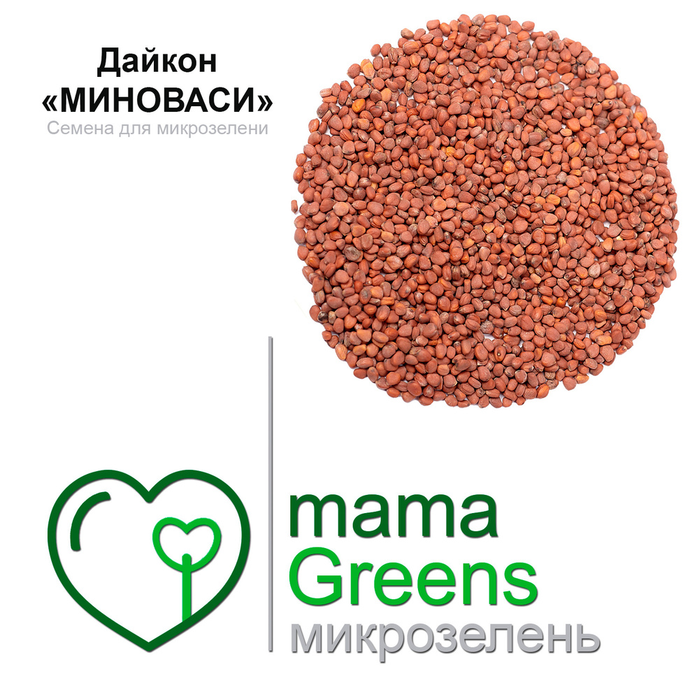 Семена Дайкон Миноваси 25 гр - весовые семена для выращивания микрозелени и проращивания в домашних условиях #1