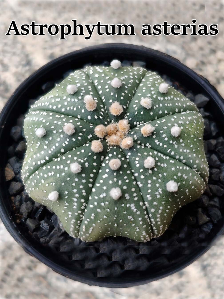 Кактус Astrophytum asterias набор для выращивания (семена, грунт, горшочек, инструкция по посеву)  #1