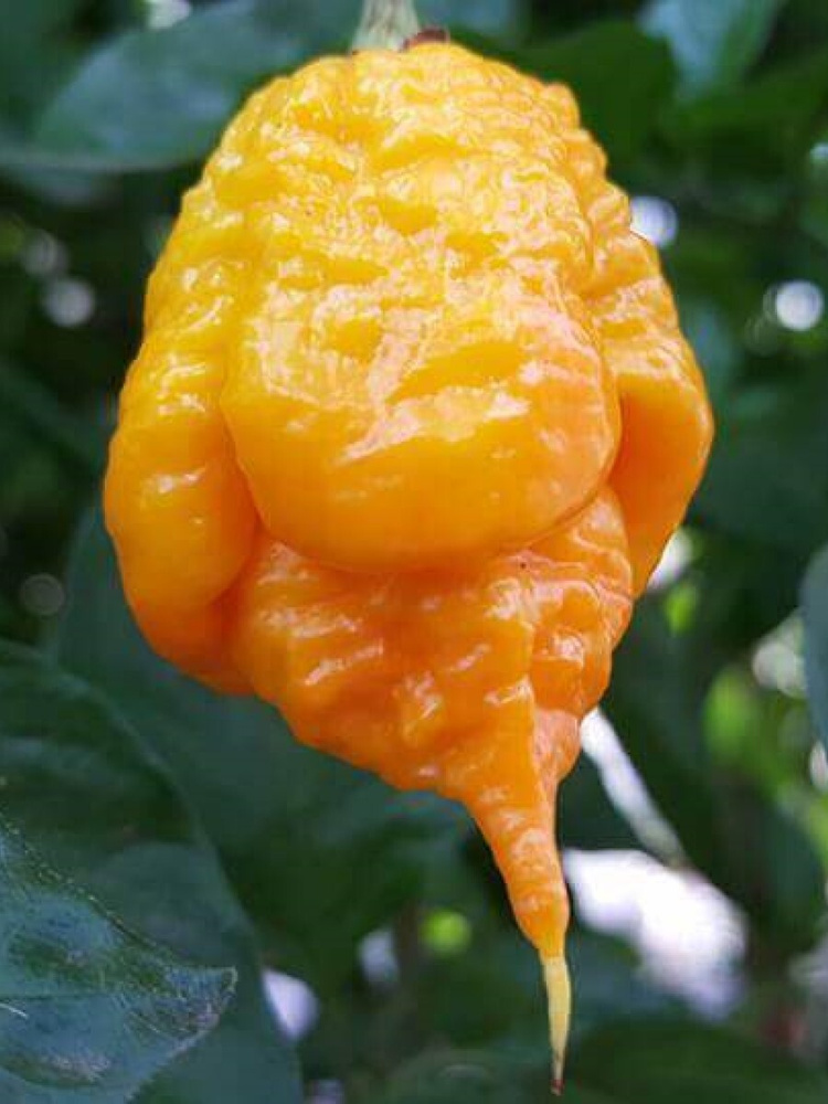 Семена Острый перец Carolina Reaper yellow (Каролина Рипер жёлтый), 5 штук  #1