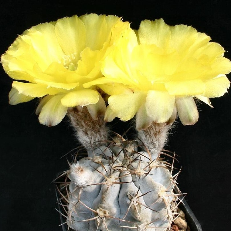 Суккулент Кактус Acanthocalycium glaucum P-143 семена (10 ШТ) #1