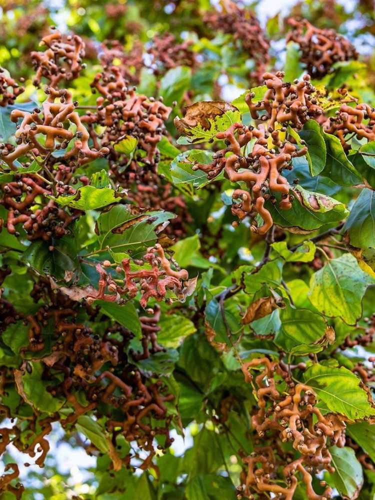 Семена Говения сладкая (Hovenia dulcis), 10 штук #1