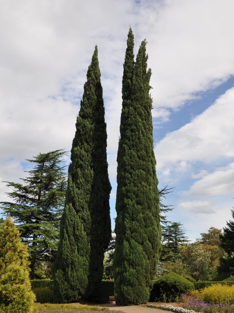 Семена Кипарис вечнозелёный пирамидальный (Cupressus sempervirens Pyramidalis), 30 штук  #1