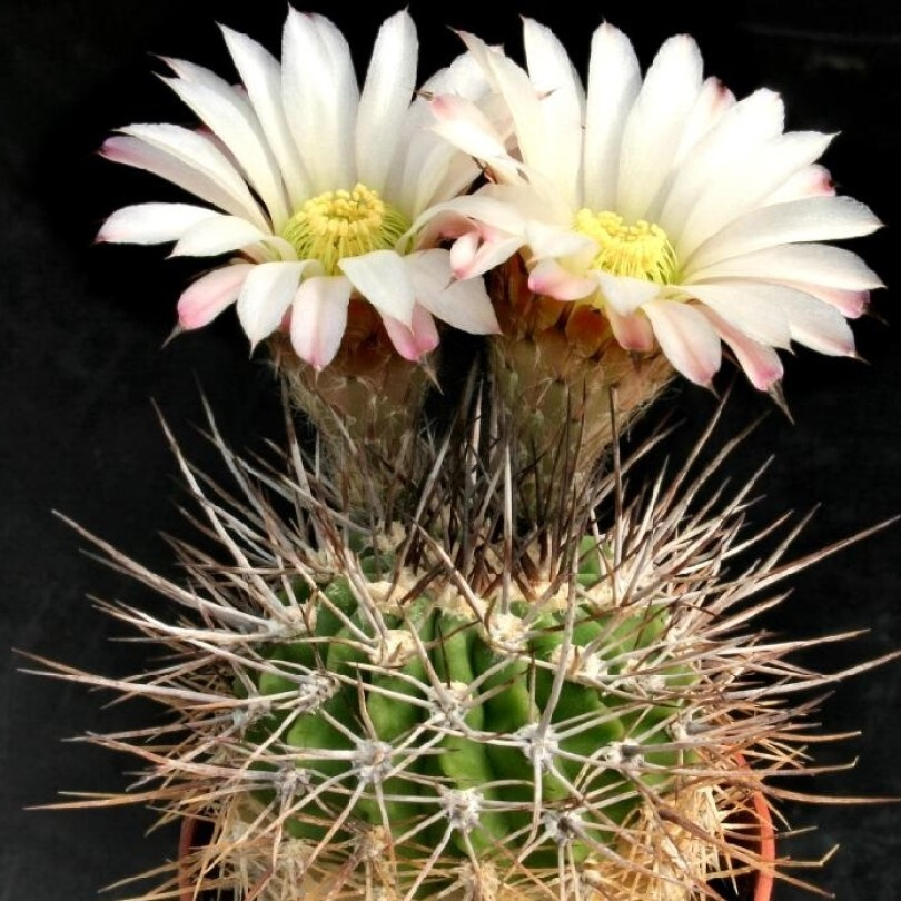 Суккулент Кактус Acanthocalycium spiniflorum VG-1087 семена (10 ШТ) #1