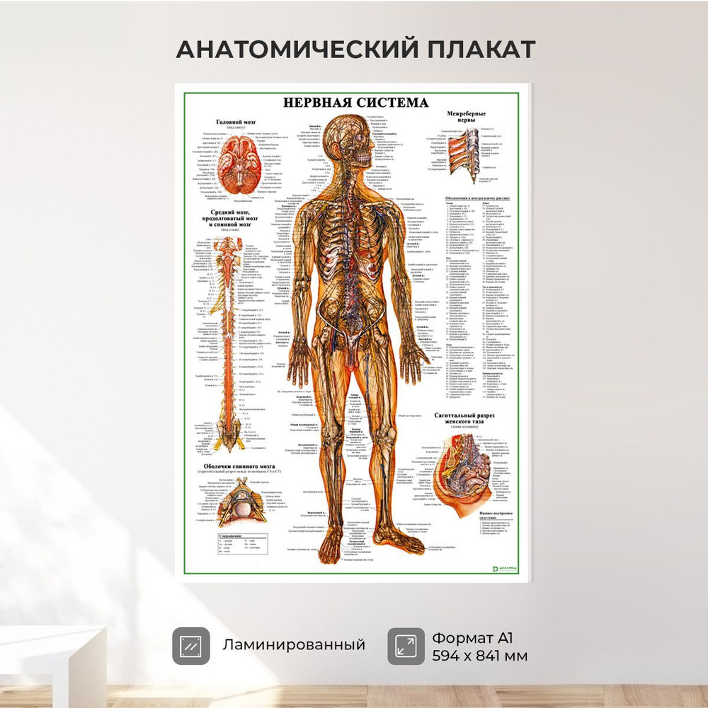 Обучающий медицинский плакат анатомия Нервная система А1  #1
