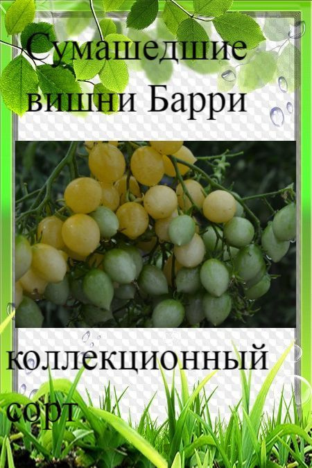 Семена томата Сумашедшие вишни Барри #1