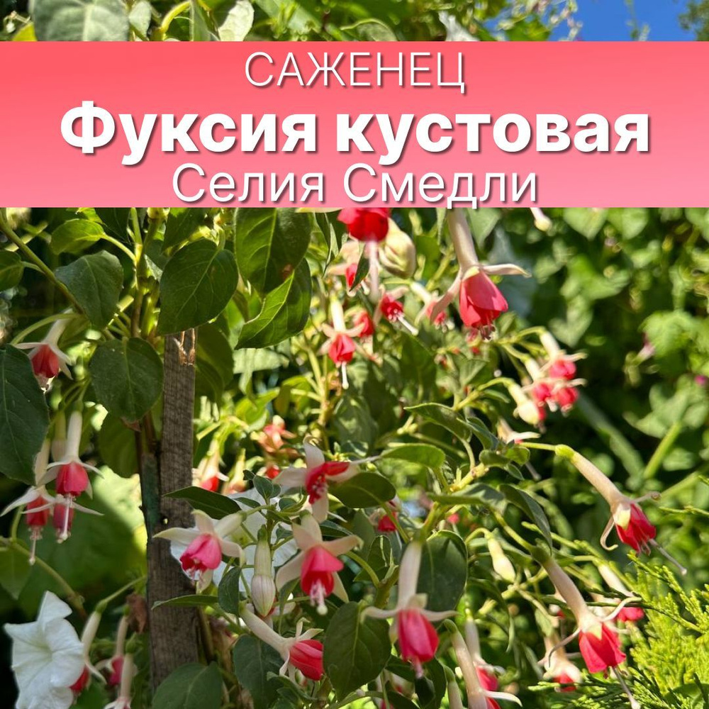 Фуксия кустовая Селия Смедли, многолетние цветы для сада и дома, саженец быстрорастущая  #1