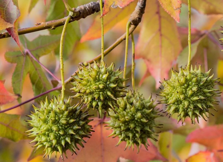 Семена 20 шт Ликвидамбар смолоносный (Амбровое дерево) / Liquidambar styraciflua  #1