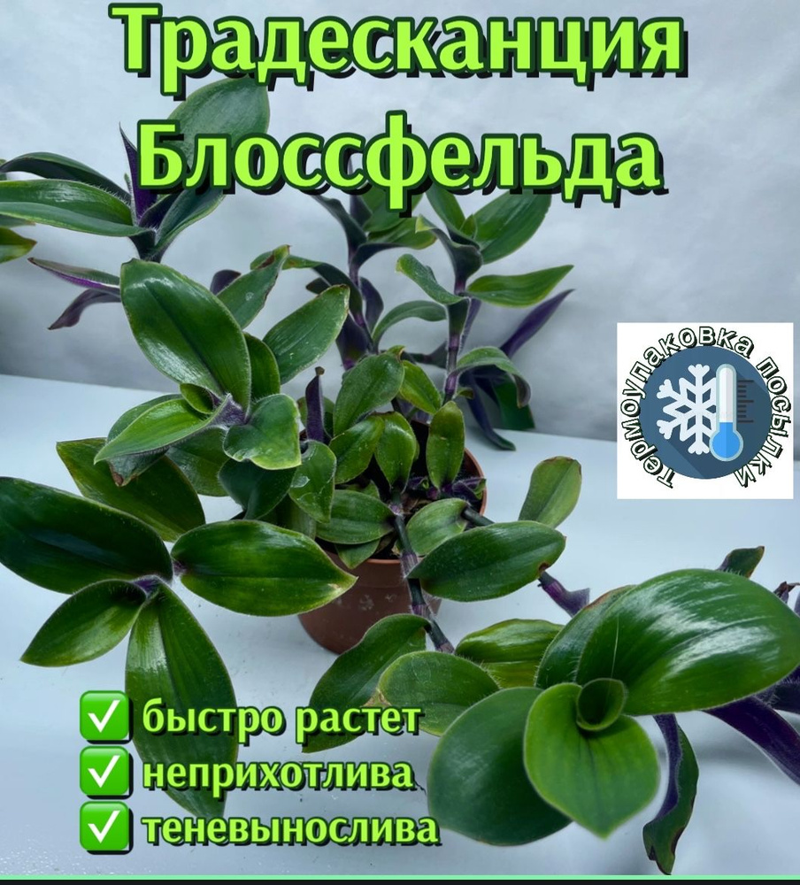Комнатные растения Традесканция Блоссфельда,растение в горшке , 1 шт ...