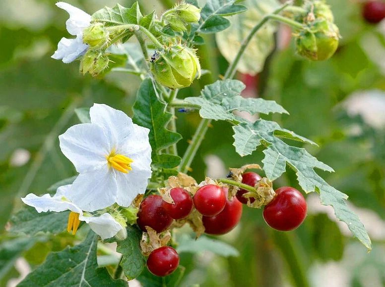 Томат личи, кокона, гусиный помидор (Solanum sisymbriifolium), 8 шт. семян  #1