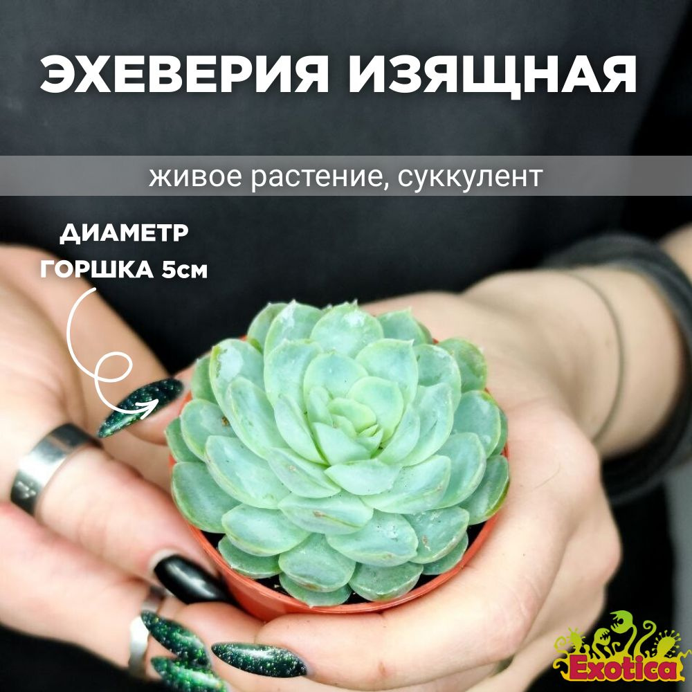 Эхеверия Изящная (Echeveria Elegans) D5см #1