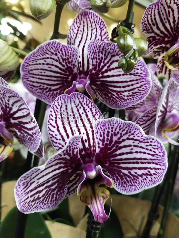 Phalaenopsis Black Stripe с 2 цветущим стеблем! - Орхидеи, орхидеи уход субстрат