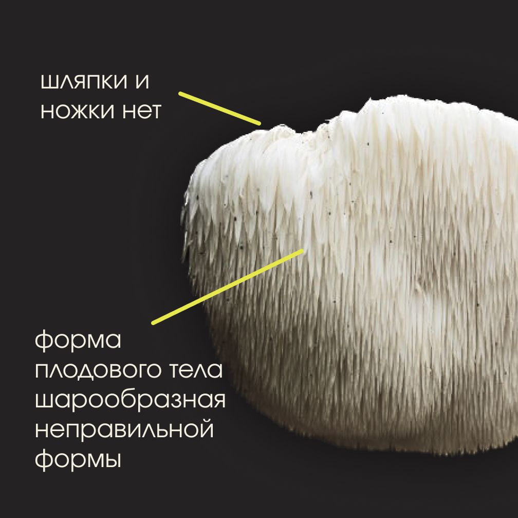 Шляпки и ножки нет, форма плодового тела шарообразная неправильной формы. В диаметре гриб может достигать 25 см, масса — до 1,5 кг.