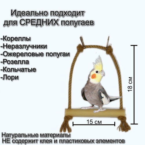 Как сделать интересными будни попугая