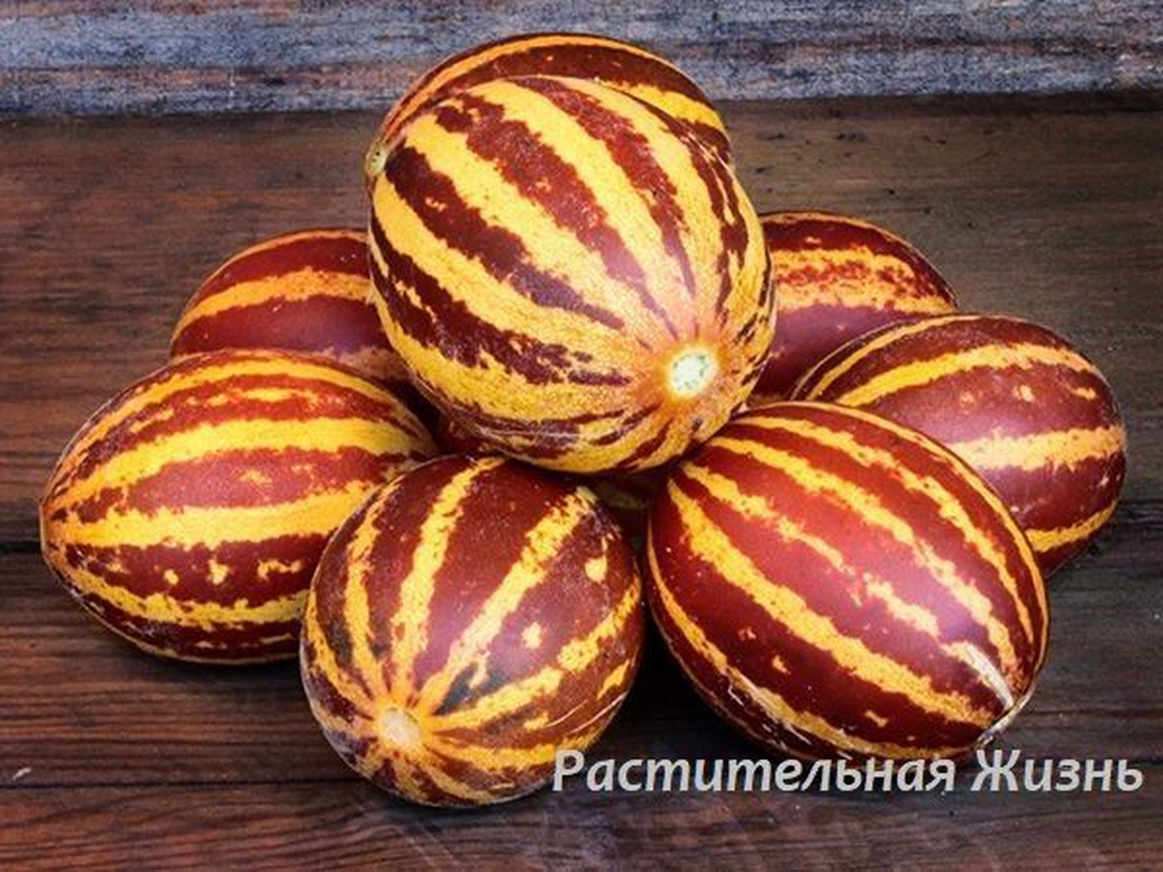 Вьетнамская Дыня Семена Купить Москва