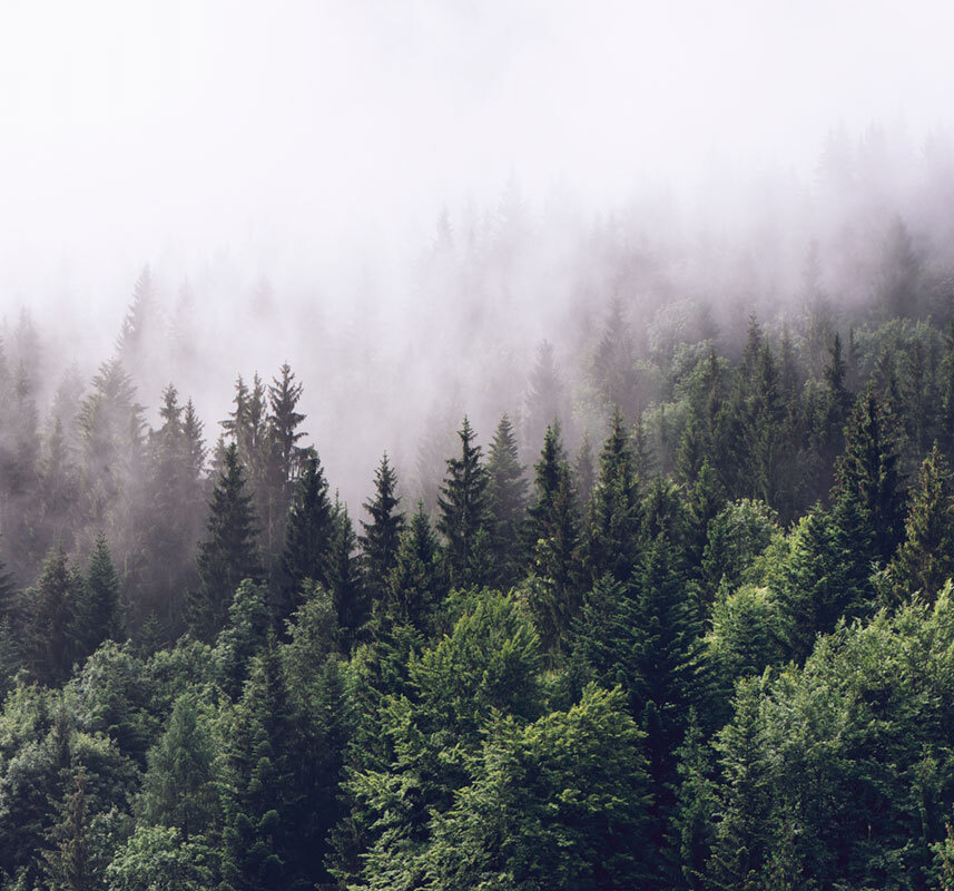 Фотообои флизелиновые на стену 3д GrandPik 2082 "Горный лес в тумане" (ШхВ), 300х280 см  #1