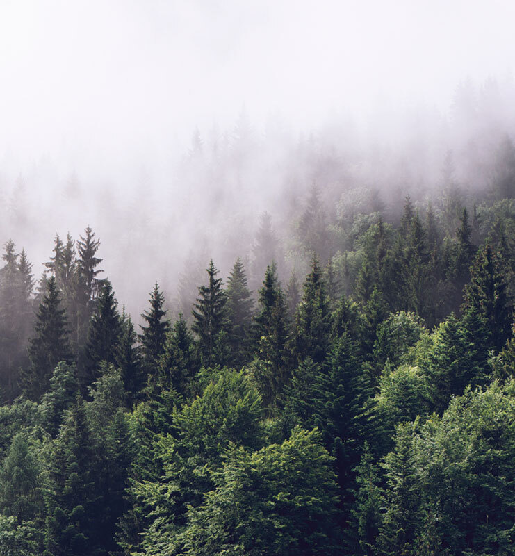 Фотообои GrandPik 2082 "Горный лес в тумане" (ШхВ), 250х270 см #1