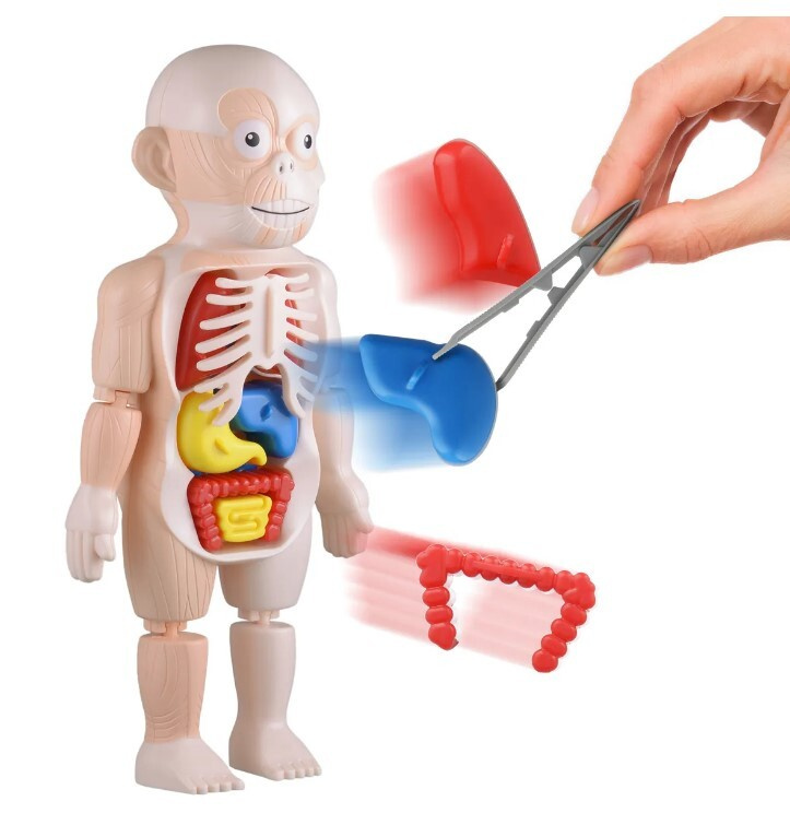 Анатомическая кукла Human Body, анатомический набор человеческого тела ...