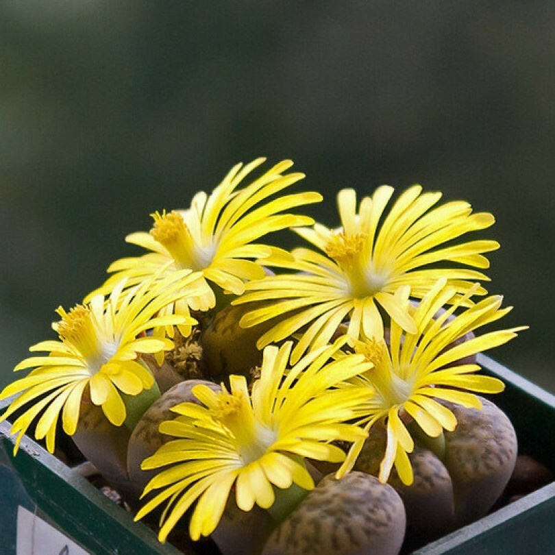 Суккулент Литопс Lithops Bromfieldii C42 семена (10 ШТ) #1